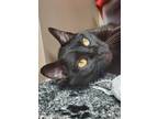 Adopt Claw-Dia a All Black Domestic Shorthair / Mixed (short coat) cat in