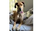 Adopt Milkdud (23-034) a Tan/Yellow/Fawn Great Dane / Mixed dog in Inver Grove