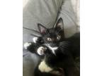 Adopt Mia a Black & White or Tuxedo Domestic Shorthair / Mixed (short coat) cat