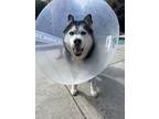 Adopt Zeus a Alaskan Malamute / Mixed dog in los angeles, CA (38347093)