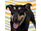 Adopt Simon a Rottweiler dog in Clear Lake, IA (38354984)