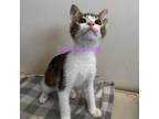 Adopt DOVE a Domestic Shorthair (short coat) cat in Calimesa, CA (38184210)