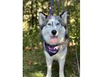 Adopt Mila a Gray/Silver/Salt & Pepper - with White Husky dog in Castle Rock