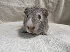 Adopt Chauffeur a Guinea Pig small animal in Imperial Beach, CA (36058665)