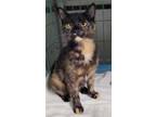 Adopt Beatrice a Domestic Shorthair / Mixed (short coat) cat in Darlington