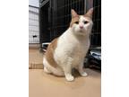 Adopt The Colonel a Domestic Shorthair / Mixed (short coat) cat in Walden
