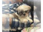 Shih Tzu PUPPY FOR SALE ADN-760406 - Boy Shichon puppy