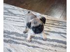 Pug PUPPY FOR SALE ADN-760436 - Pug puppies ready for loving families