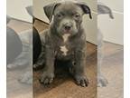American Bully PUPPY FOR SALE ADN-760303 - Litter of 7