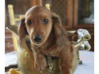 Dachshund PUPPY FOR SALE ADN-760297 - Jake