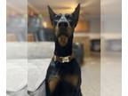 Doberman Pinscher PUPPY FOR SALE ADN-760529 - Health Tested AKC Doberman