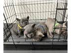French Bulldog PUPPY FOR SALE ADN-760498 - AKC Frenchies