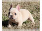 French Bulldog PUPPY FOR SALE ADN-760308 - AKC Beautiful Healthy French Bulldog
