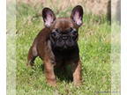 French Bulldog PUPPY FOR SALE ADN-760310 - AKC Beautiful Healthy French Bulldog