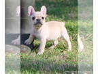 French Bulldog PUPPY FOR SALE ADN-760311 - AKC Beautiful Healthy French Bulldog