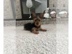 Yorkshire Terrier PUPPY FOR SALE ADN-760230 - Boy Yorkie puppy