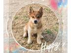 Shiba Inu PUPPY FOR SALE ADN-760542 - AKC Shiba Inu Puppies