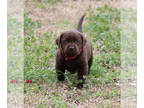 Labrador Retriever PUPPY FOR SALE ADN-760207 - English chocolate lab