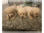 Labrador Retriever PUPPY FOR SALE ADN-760260 - Black and yellow lab puppies