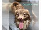 Shiranian DOG FOR ADOPTION ADN-760455 - PomShi Sweetheart Looks Like A Fox