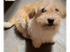 Hava-Apso-Shih Tzu Mix DOG FOR ADOPTION ADN-760472 - Huggable Lovable Teddy Bear
