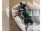Australian Cattle Dog-Border Collie Mix DOG FOR ADOPTION ADN-760451 - Smart and