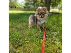 Pomeranian Puppy for sale in Dayton, OH, USA