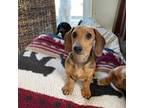 Dachshund Puppy for sale in Vernon, AZ, USA