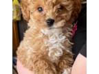 Poodle (Toy) Puppy for sale in Athens, MI, USA