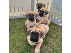 5 Male Boerboel puppies