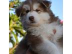 Siberian Husky Puppy for sale in Miami, FL, USA