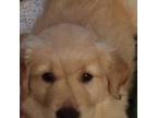 Golden Retriever Puppy for sale in Sidney, ME, USA