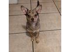 Chihuahua Puppy for sale in Miami, FL, USA