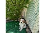 Mutt Puppy for sale in Layton, UT, USA