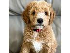 Mutt Puppy for sale in Layton, UT, USA