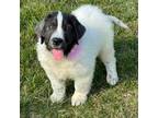 Newfoundland Puppy for sale in Sheldon, MO, USA