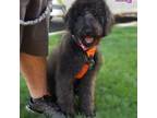 Labradoodle Puppy for sale in Chicago, IL, USA