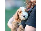 Australian Labradoodle Puppy for sale in Union, MO, USA