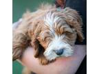 Australian Labradoodle Puppy for sale in Union, MO, USA