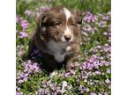 Miniature Australian Shepherd Puppy for sale in Rocky Mount, VA, USA