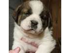 Saint Bernard Puppy for sale in Wakefield, RI, USA