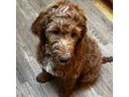 Goldendoodle Puppy for sale in Puyallup, WA, USA