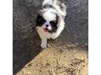 Japanese Chin Puppy for sale in South Amboy, NJ, USA