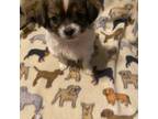 Chihuahua Puppy for sale in South Amboy, NJ, USA