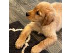 Golden Retriever Puppy for sale in Rockmart, GA, USA