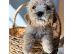 Goldendoodle Puppy for sale in Succasunna, NJ, USA