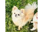 Chihuahua Puppy for sale in Purvis, MS, USA