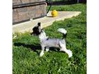 Chinese Crested Puppy for sale in Greentown, IN, USA