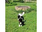 Chinese Crested Puppy for sale in Greentown, IN, USA