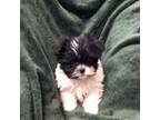 Maltese Puppy for sale in Metairie, LA, USA